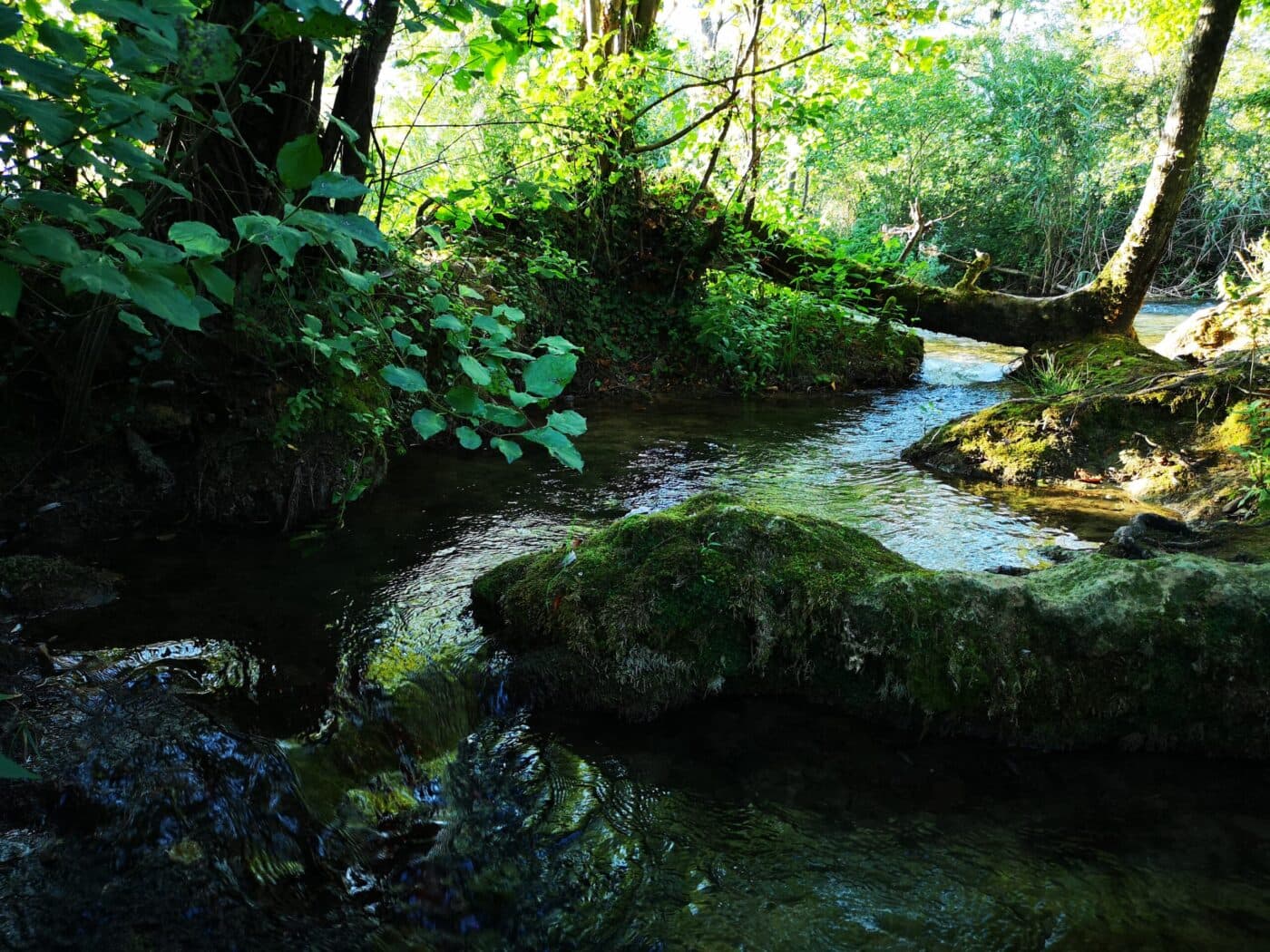 Sunlit forest stream feeding into the Mrežnica river